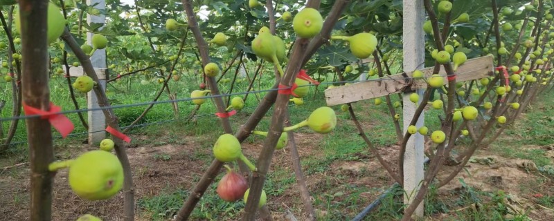 栽培无花果要修剪吗，生长季节要及时剪除根蘖
