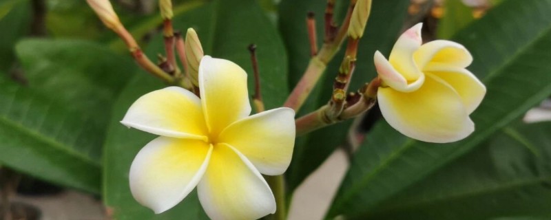 让鸡蛋花开花的方法，每天见光8-10小时可促进花芽分化