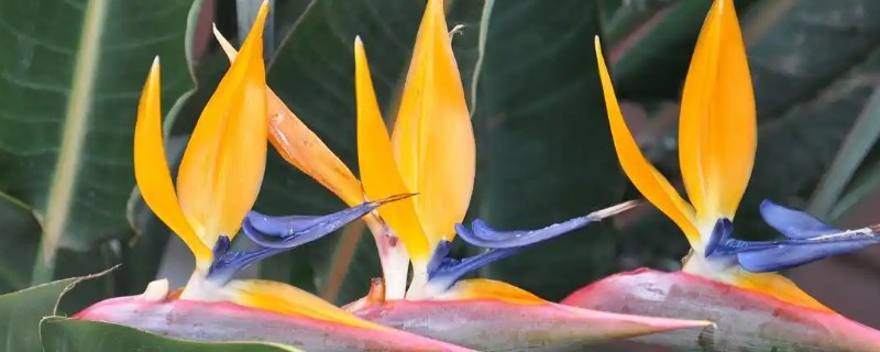 将鹤望兰养出侧芽的方法，每隔10天追施一次稀薄液肥