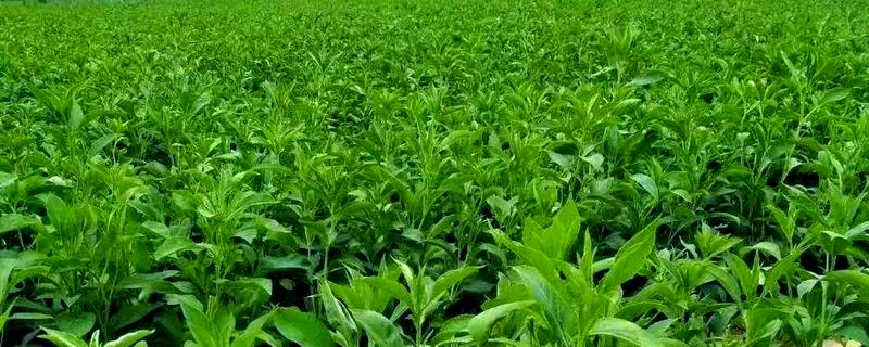 白术的田间管理技术，首先做好中耕除草的工作