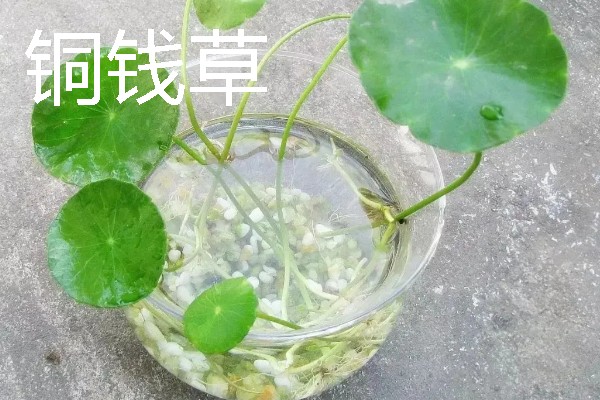 有哪些水养绿植，有铜钱草、绿萝等