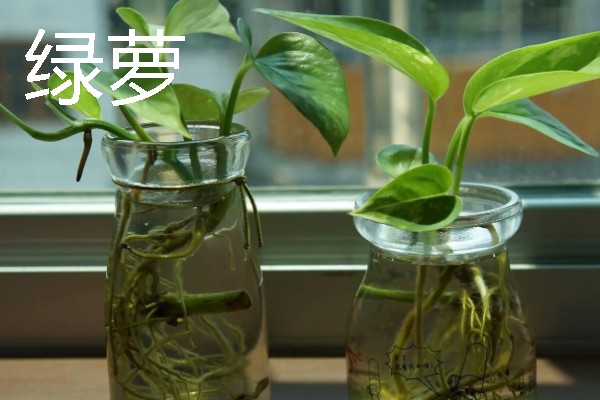 有哪些水养绿植，有铜钱草、绿萝等