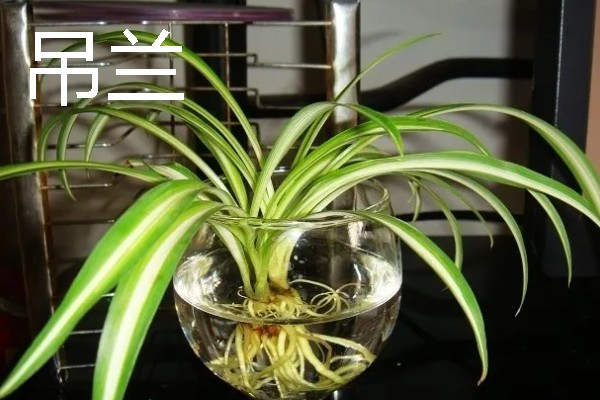 有哪些水养绿植，有铜钱草、绿萝等