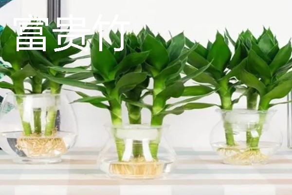 有哪些水养绿植，有铜钱草、绿萝等