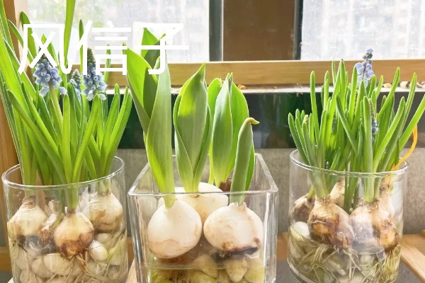 有哪些水养绿植，有铜钱草、绿萝等