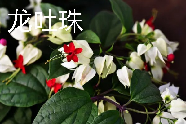 有哪些水养绿植，有铜钱草、绿萝等