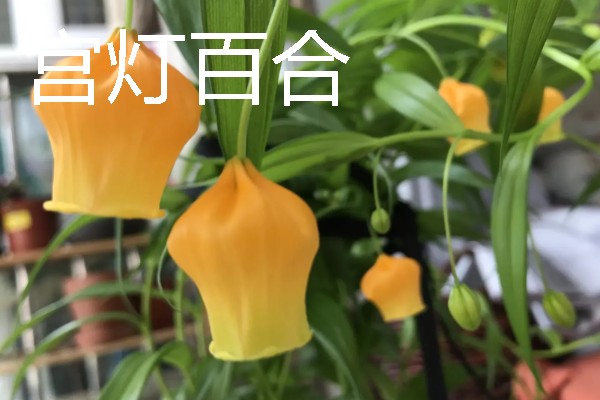 有哪些水养绿植，有铜钱草、绿萝等