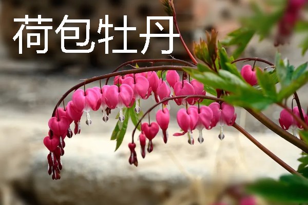 有哪些水养绿植，有铜钱草、绿萝等