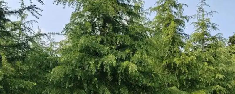 雪松是草本还是木本植物，雪松是木本植物