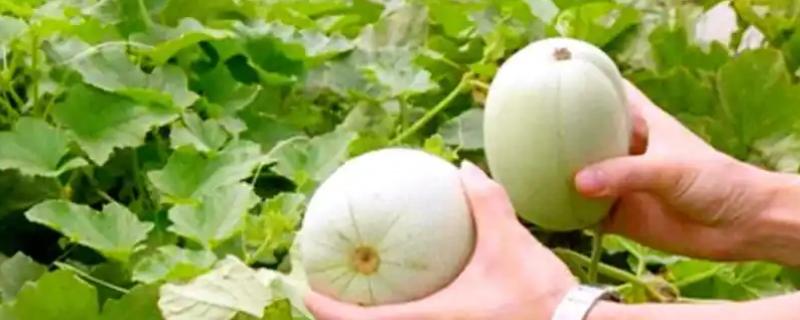 黑龙江肇州县的特产，肇州核桃具有诸多美誉