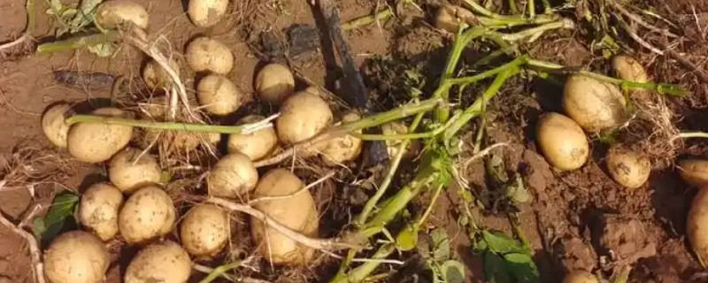 适合旱地种植的经济作物有哪些，常见的有土豆、棉花等