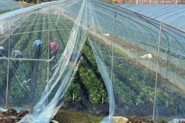 草莓防冻越冬的管理方法，在入冬前要浇好封冻水