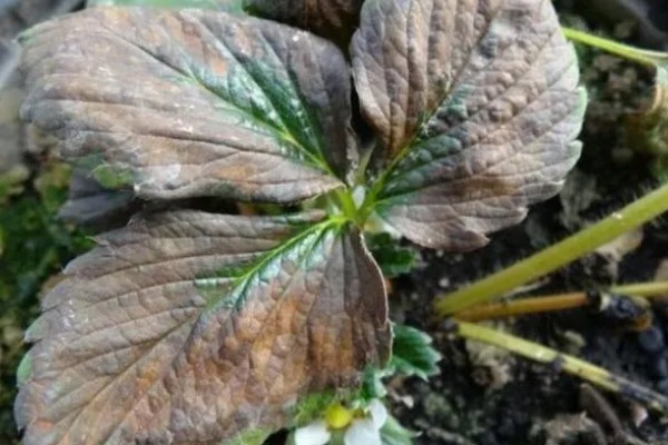 草莓防冻越冬的管理方法，在入冬前要浇好封冻水