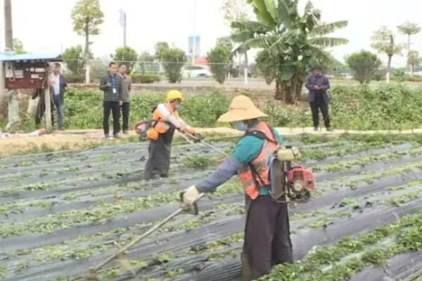 草莓防冻越冬的管理方法，在入冬前要浇好封冻水
