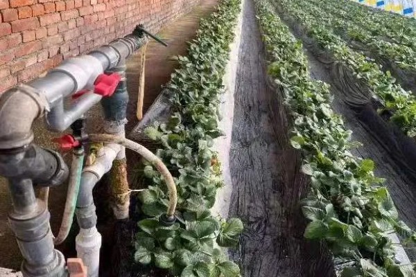 草莓防冻越冬的管理方法，在入冬前要浇好封冻水