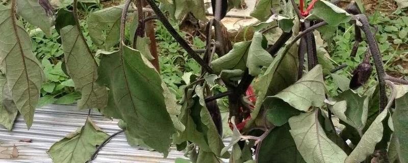 茄子枯萎病怎么治理，先要对植株进行修整
