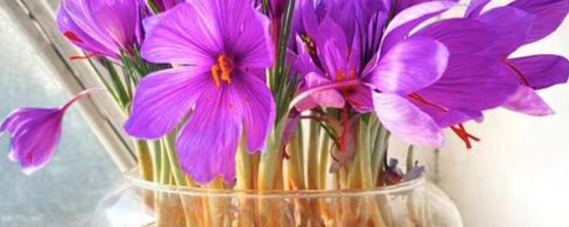 藏红花能水培吗，藏红花可以水培