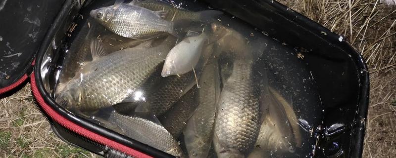 肥水钓鲫鱼的方法，最佳天气是风雨过后