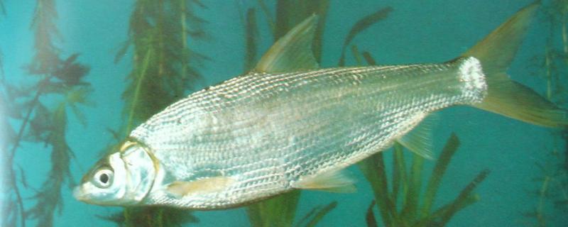 鲮鱼和鳊鱼的区别，科属、形态、习性等方面均不同