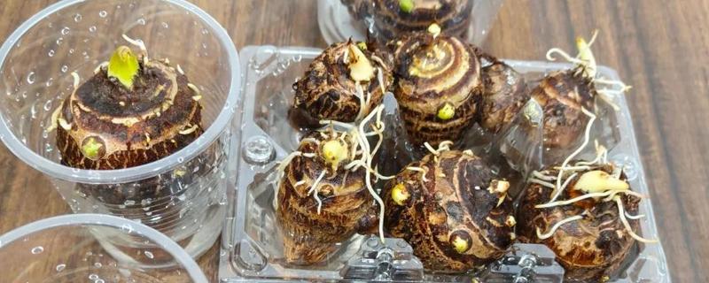 水培芋头的盆景种植方法，水量大概为容器中的一半为佳