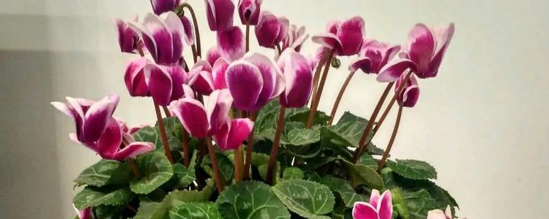 冬天会开的花有哪些，有大丽花、水仙花等