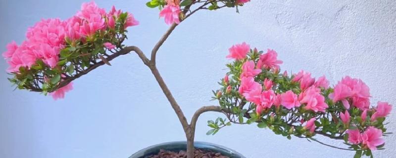 蜡皮杜鹃如何养护，选择微酸性土壤种植为佳