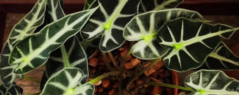 黑叶芋有毒能养吗，有毒但能养