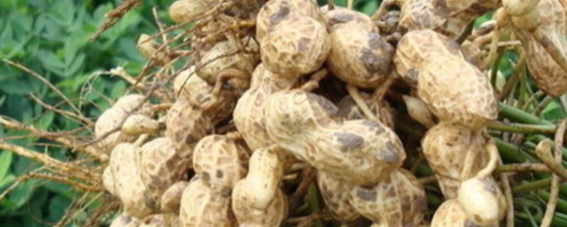 花生最晚种植时间，播种时间不能晚于8月下旬