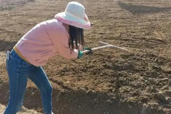花生最晚种植时间，播种时间不能晚于8月下旬