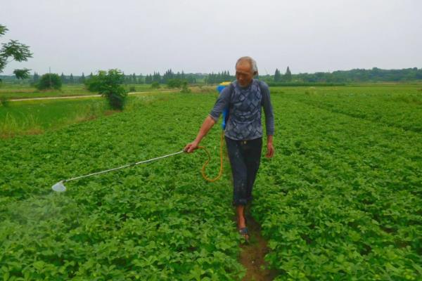 花生最晚种植时间，播种时间不能晚于8月下旬