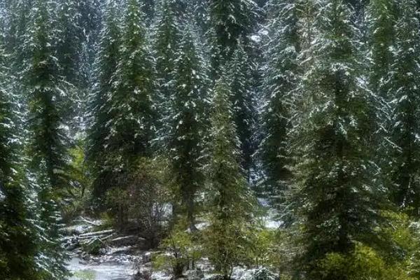 雪松是草本还是木本植物，雪松是木本植物
