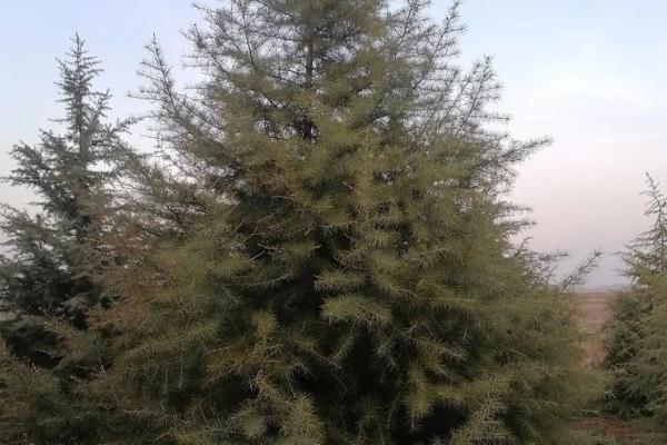 雪松是草本还是木本植物，雪松是木本植物