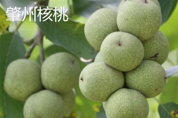 黑龙江肇州县的特产，肇州核桃具有诸多美誉