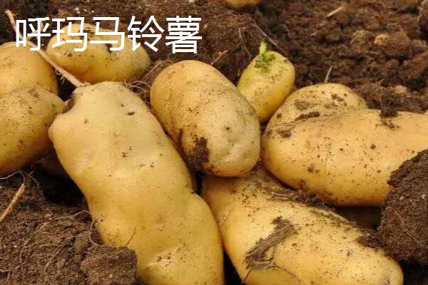 黑龙江肇州县的特产，肇州核桃具有诸多美誉