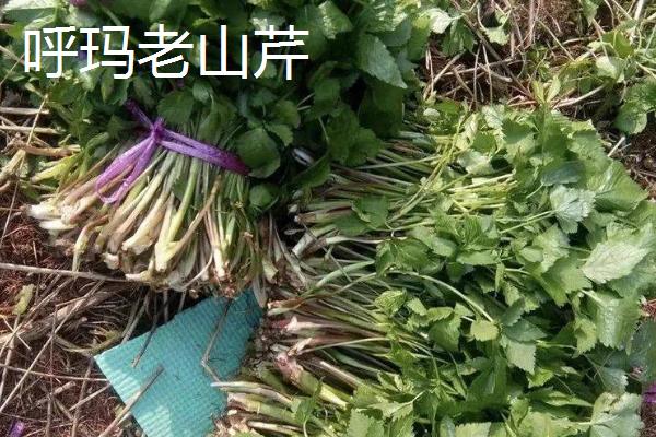 黑龙江肇州县的特产，肇州核桃具有诸多美誉