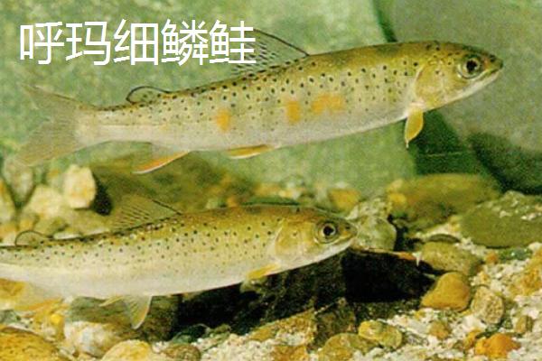 黑龙江肇州县的特产，肇州核桃具有诸多美誉