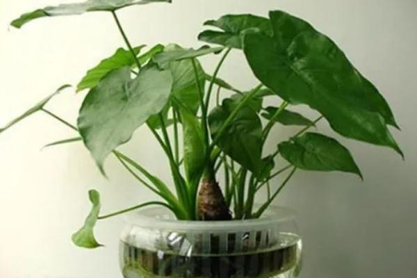 水培滴水观音的施肥方式，每次换水时添加4-5滴营养液即可