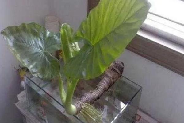 水培滴水观音的施肥方式，每次换水时添加4-5滴营养液即可