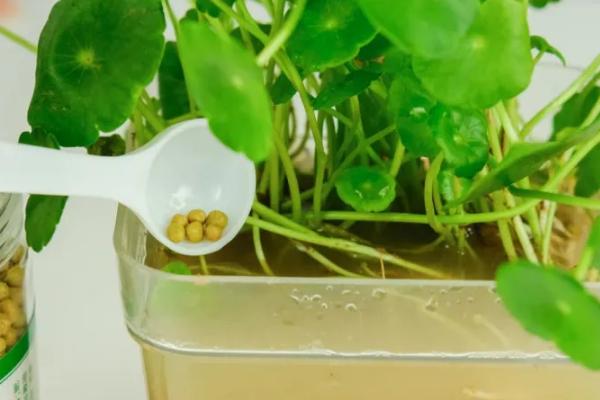 水培滴水观音的施肥方式，每次换水时添加4-5滴营养液即可