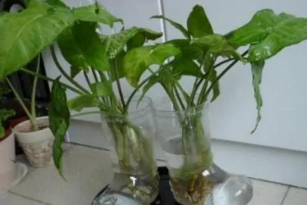 水培滴水观音的施肥方式，每次换水时添加4-5滴营养液即可