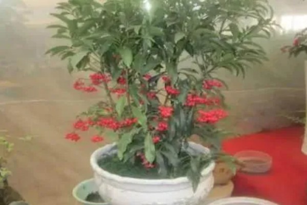 腰缠万贯花怎么养，将其放在有柔和散光的地方养护
