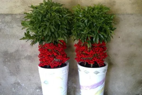 腰缠万贯花怎么养，将其放在有柔和散光的地方养护