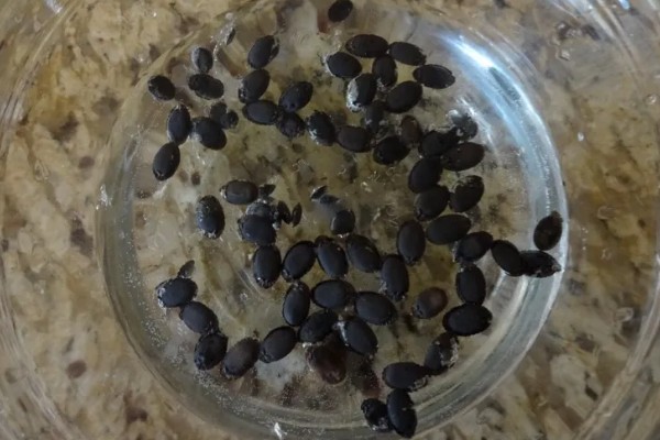 洋葱如何种植，要选择优质饱满的种子