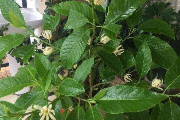 家里不能养白兰花的原因，香味非常浓郁不利于人体健康
