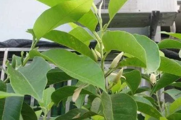家里不能养白兰花的原因，香味非常浓郁不利于人体健康