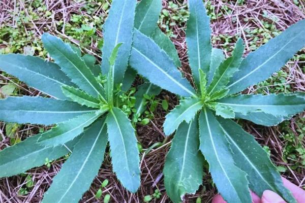 刺儿菜如何传播种子，一般靠人工传播种子