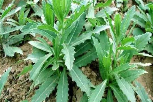 刺儿菜如何传播种子，一般靠人工传播种子