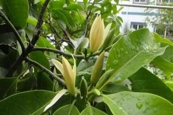 家里不能养白兰花的原因，香味非常浓郁不利于人体健康