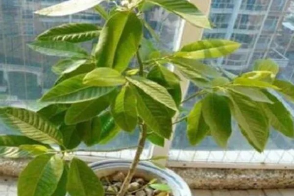 家里不能养白兰花的原因，香味非常浓郁不利于人体健康