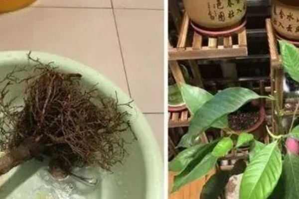 家里不能养白兰花的原因，香味非常浓郁不利于人体健康